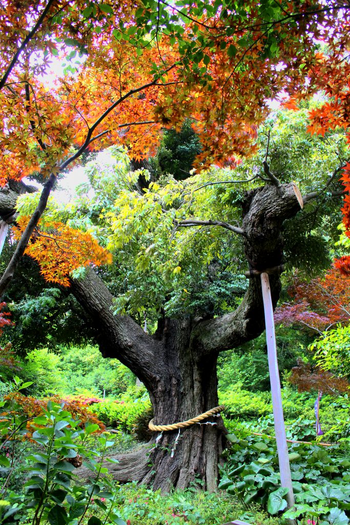 Chinzanso Garden, Tokyo, Japan | Footsteps of a Dreamer