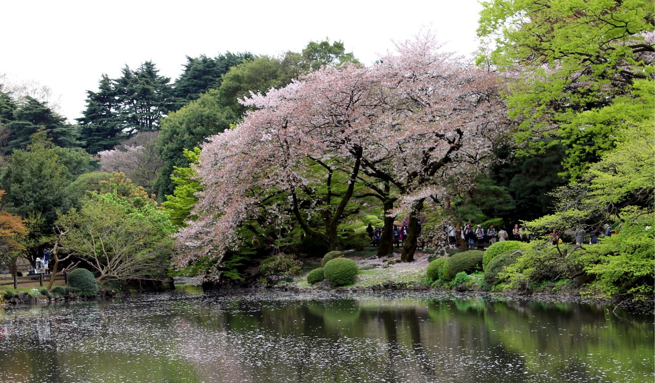 Shinjuku Gyoen, Tokyo, Japan | Footsteps of a Dreamer