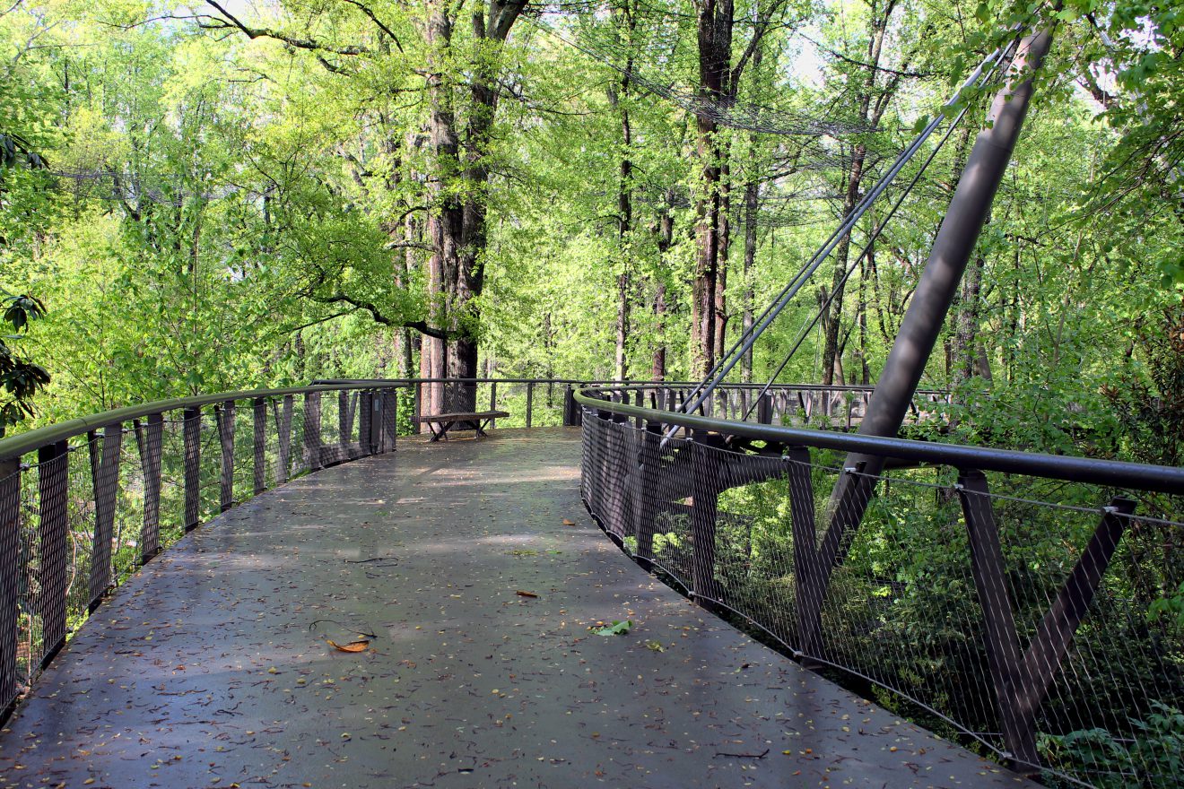 Kendeda Canopy Walk