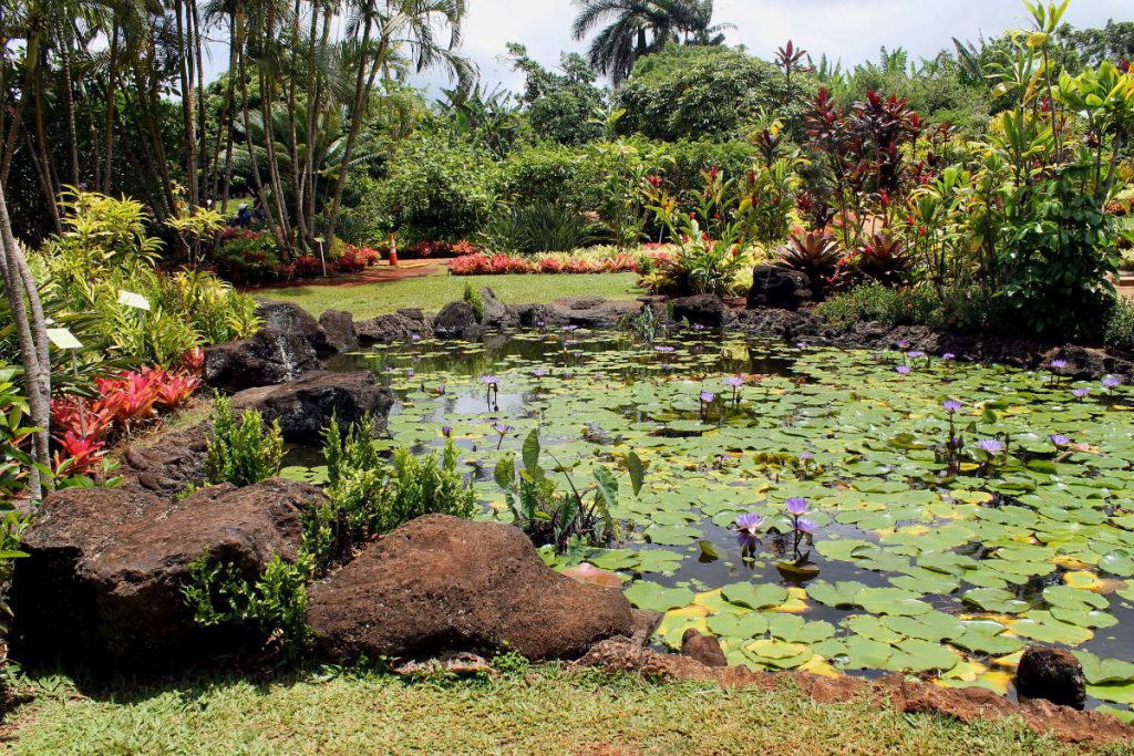 Dole Plantation | Footsteps of a Dreamer