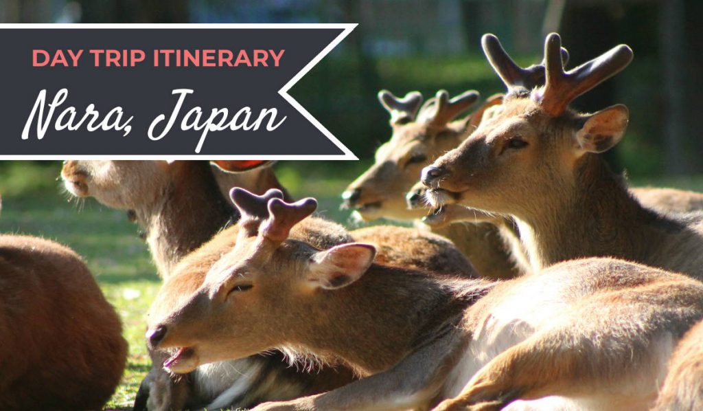 Day Trip to Nara Itinerary | Footsteps of a Dreamer