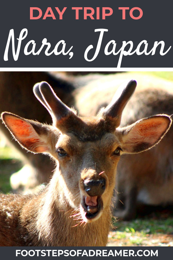 Day Trip to Nara Itinerary | Footsteps of a Dreamer
