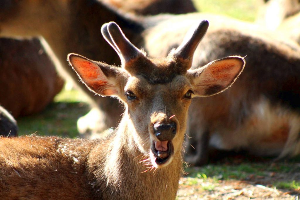 Nara Park Deer | Footsteps of a Dreamer