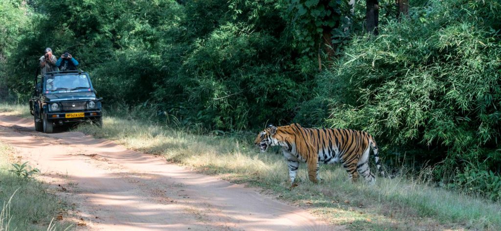 Bandhavgarh National Park, Madhya Pradesh, India, Europe Up Close