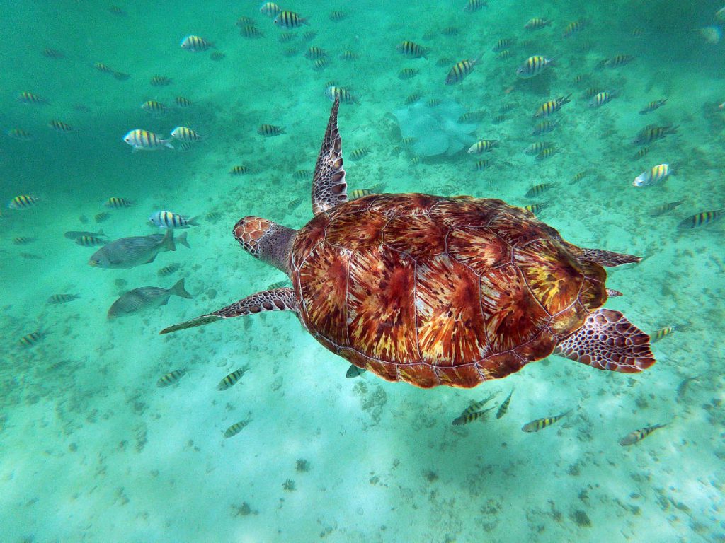 Sea Tutle and Sea of Fish while Snorkeling at Playa Maya | Footsteps of a Dreamer