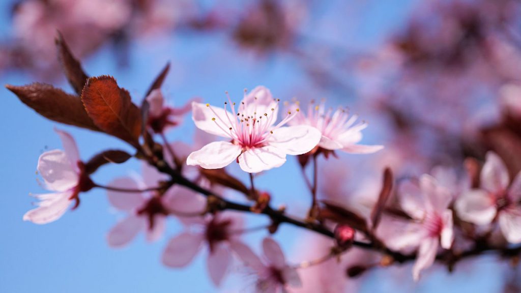 Spring in Japan | Footsteps of a Dreamer