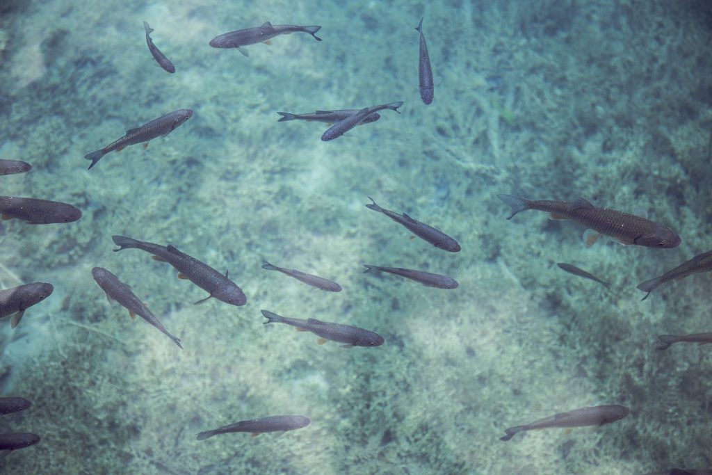Snorkeling in Cozumel | Footsteps of a Dreamer